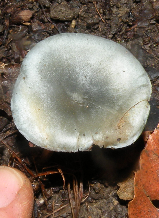 Potrebbe essere Clitocybe font-queri?